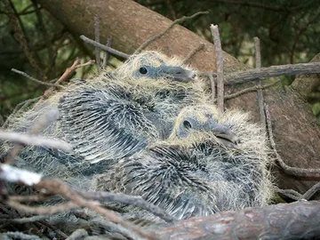 Dos crías de palomas torcaces Dos crías de palomas torcaces