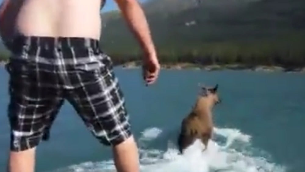 Un joven a punto de lanzarse sobre un alce en Canadá