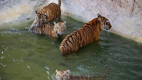 Tigres de Tierra Natura Tigres de Tierra Natura