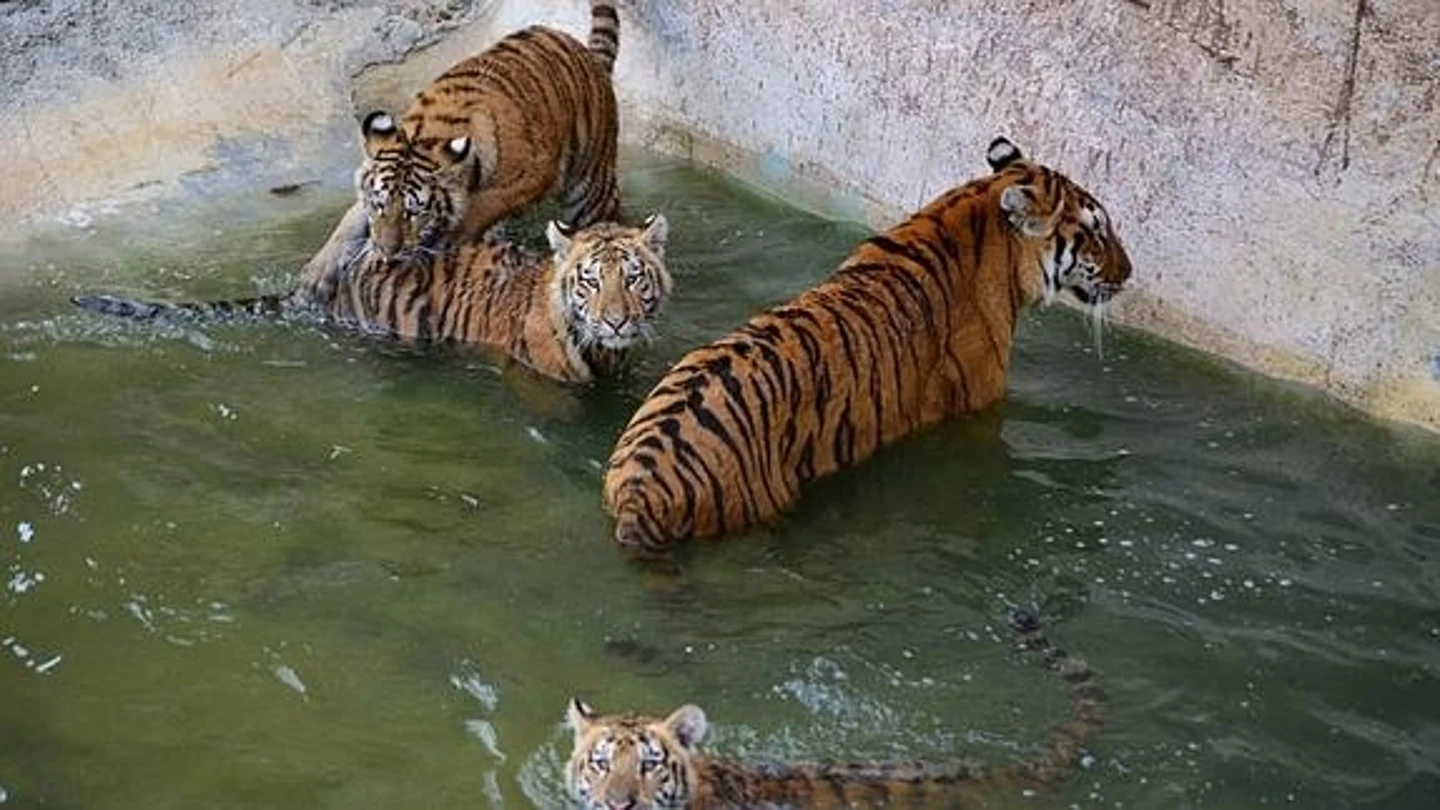 Tigres de Tierra Natura Tigres de Tierra Natura