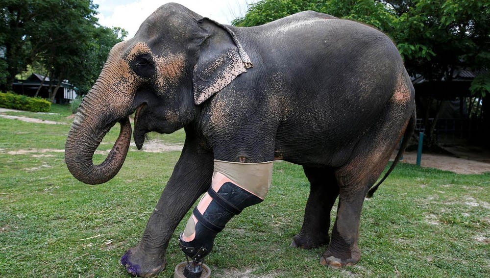 La elefanta Motola con su prótesis