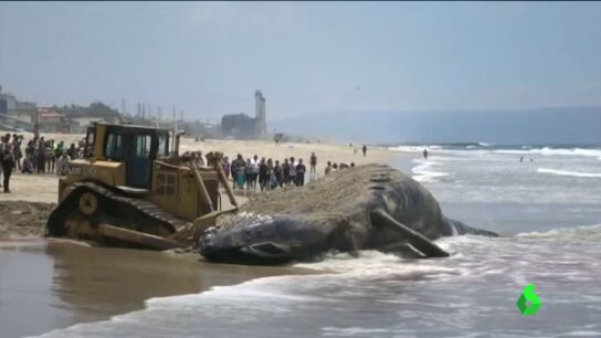 Frame 0.0 de: BALLENAZA
