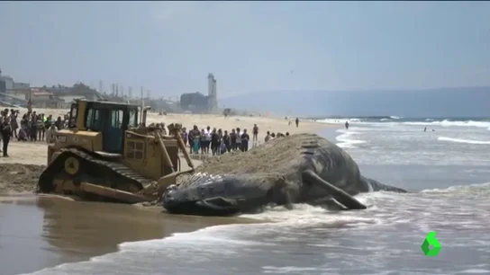 Frame 0.0 de: BALLENAZA Frame 0.0 de: BALLENAZA