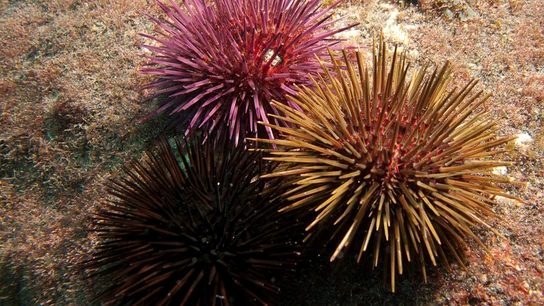 Erizos de mar Erizos de mar