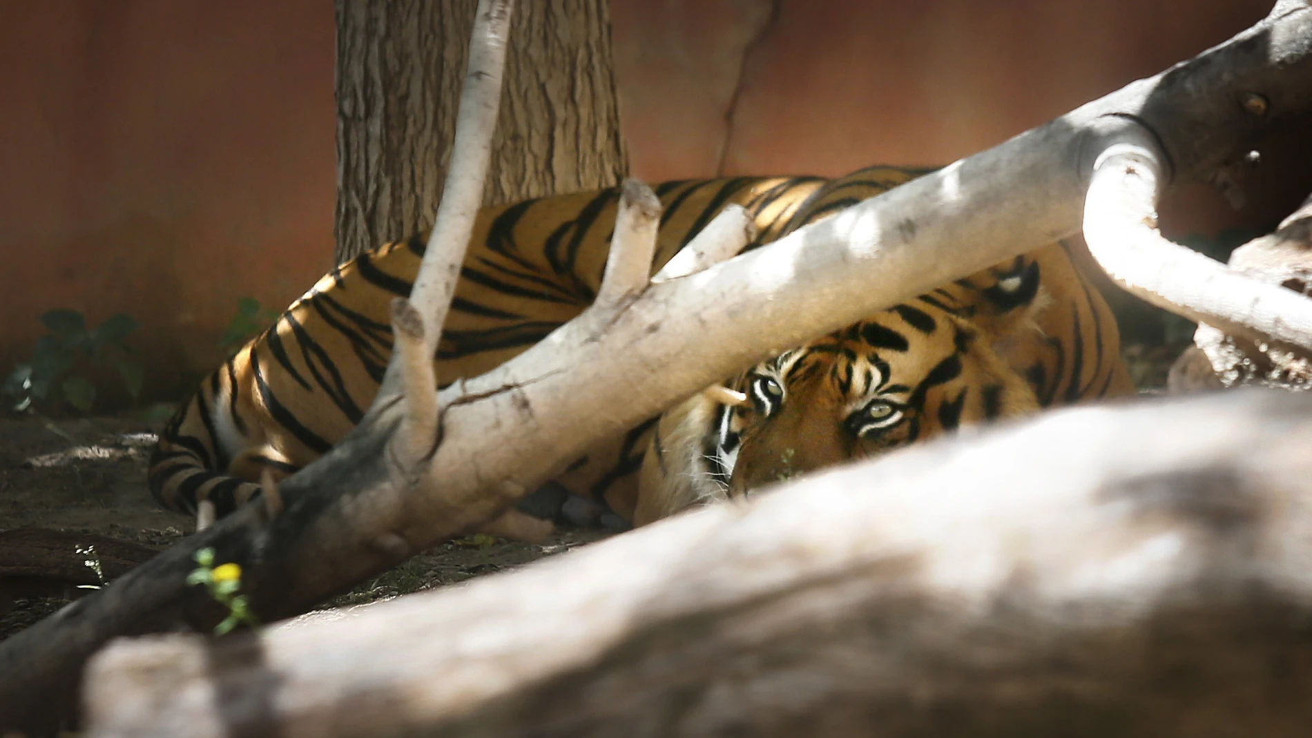 El tigre, aislado en el parque de Terra Natura