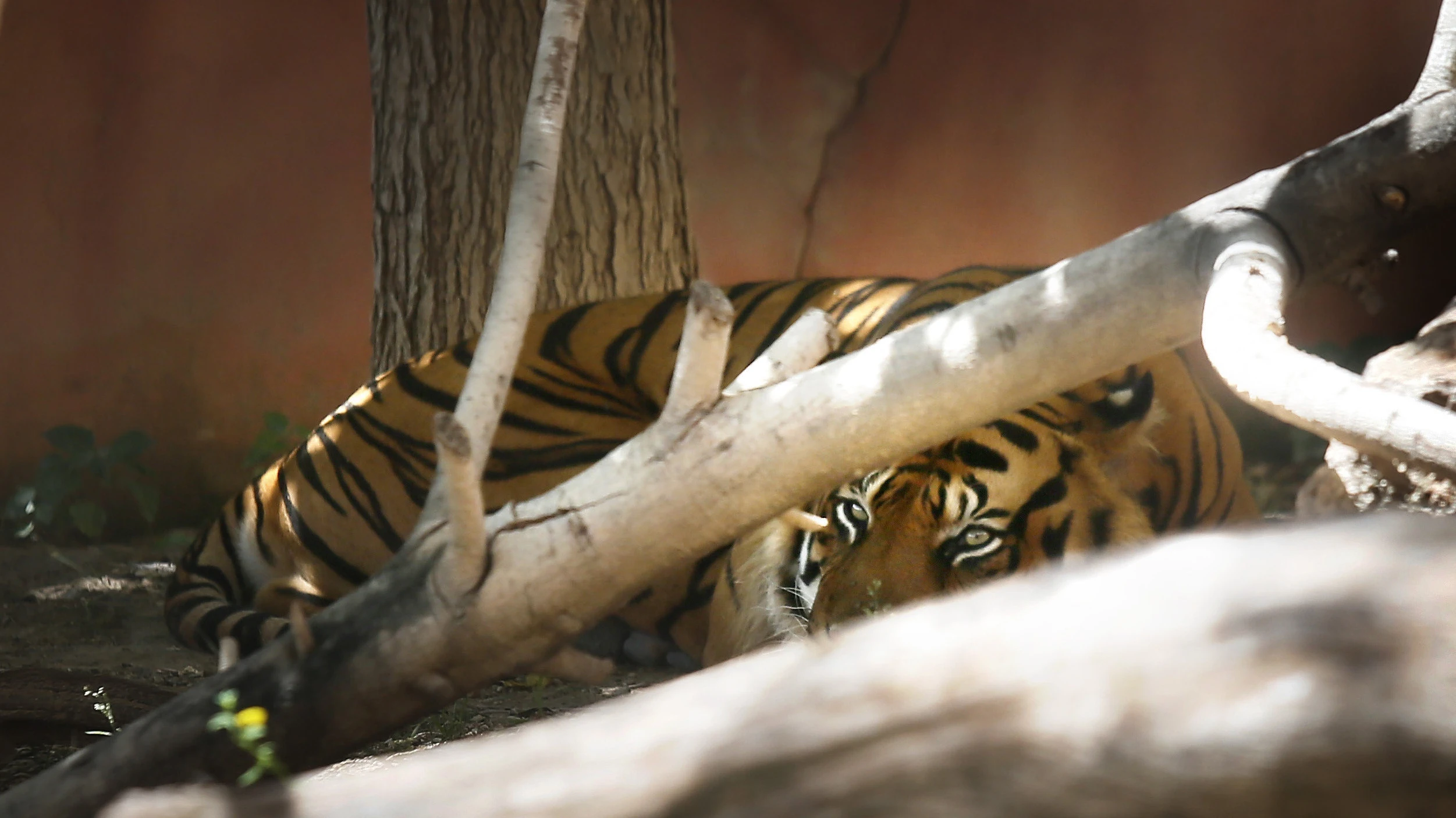 El tigre, aislado en el parque de Terra Natura