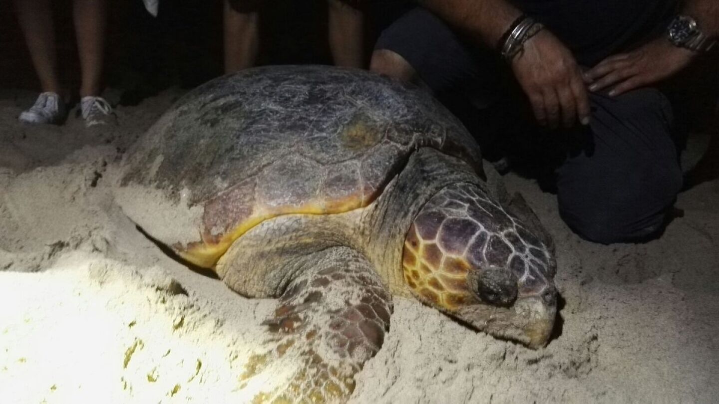 La tortuga boba que apareci&oacute; en Sueca