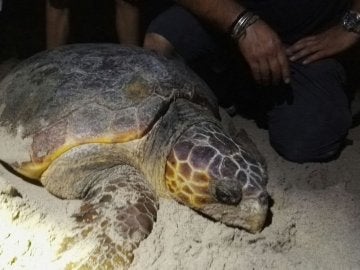 La tortuga boba que apareció en Sueca La tortuga boba que apareció en Sueca