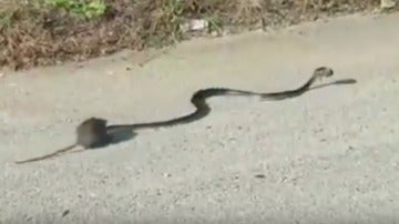 El increíble vídeo en el que valiente mamá rata lucha contra una serpiente para salvar a su bebé que arrasa en la red