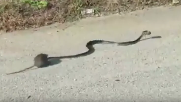 El increíble vídeo en el que valiente mamá rata lucha contra una serpiente para salvar a su bebé que arrasa en la red