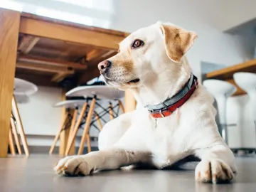 El potente olfato de los perros es sensible al isopreno, un compuesto presente en el aliento El potente olfato de los perros es sensible al isopreno, un compuesto presente en el aliento