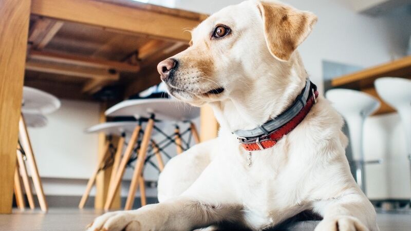 ¿Puede un perro oler las enfermedades humanas?