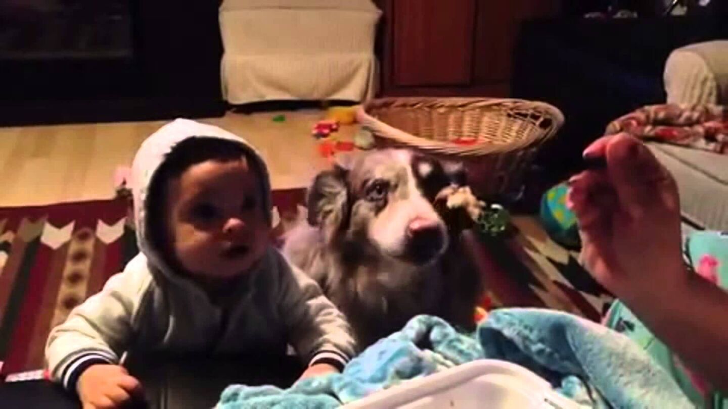 El duelo entre un beb&eacute; y un perro por ser el primero en decir "mam&aacute;" arrasa en la red