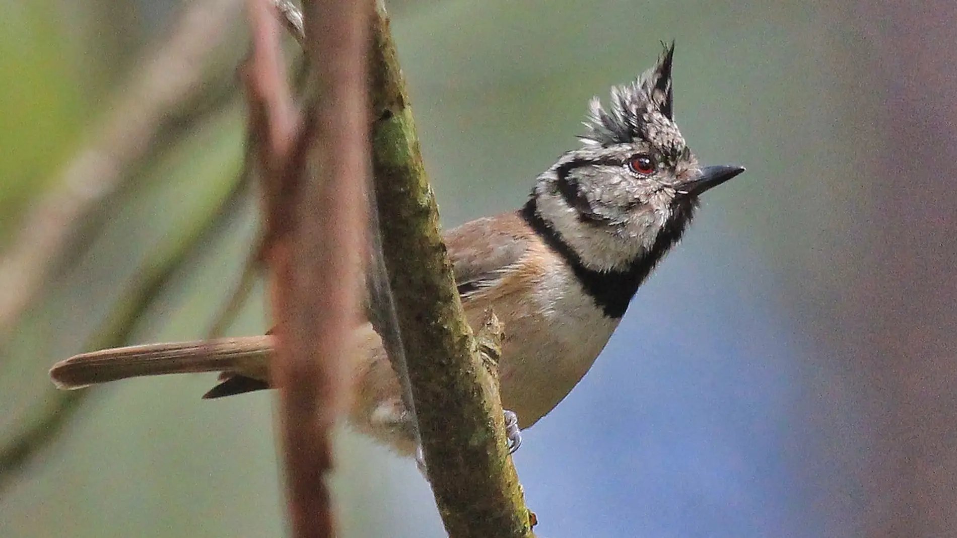 Herrerillo capuchino, 'Parus caeruleus' 