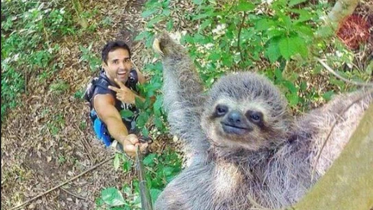 Selfie con oso perezoso Selfie con oso perezoso