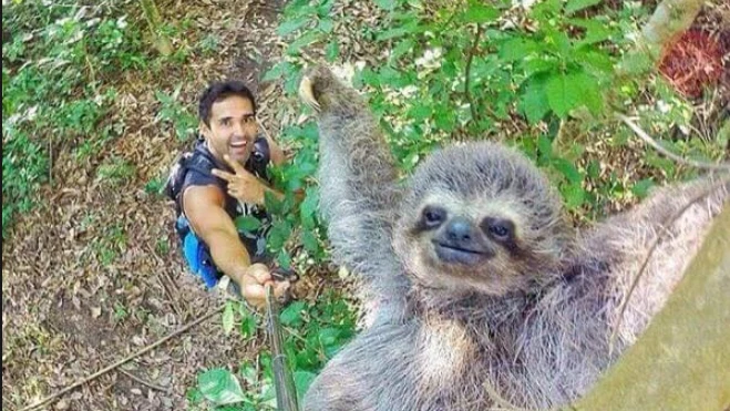 Selfie con oso perezoso