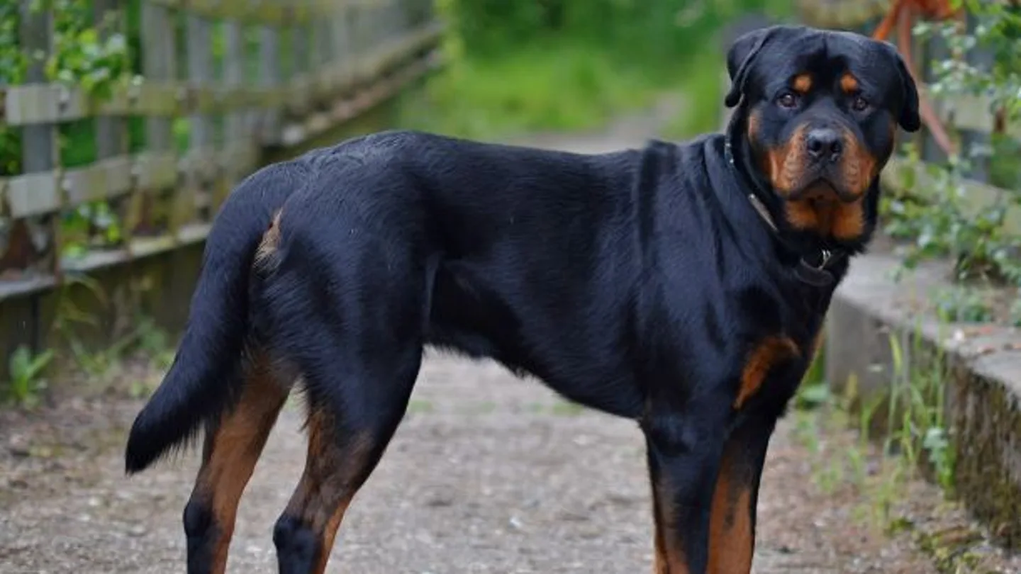 Imagen de archivo de un perro rottweiler rottweiler