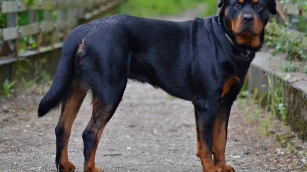  rottweiler