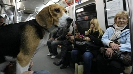 Beagle en el metro Beagle en el metro