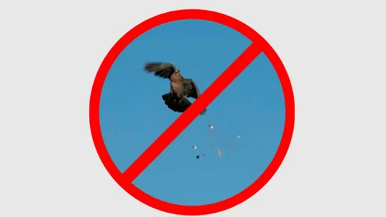 Cartel contra el tiro al pichón Cartel contra el tiro al pichón