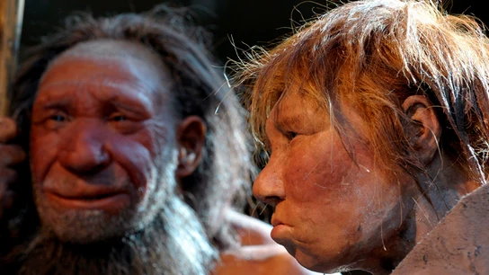 Representación de neandertales Representación de neandertales