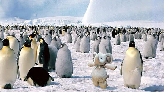 El peluche junto a unos pingüinos en La Antártida El peluche junto a unos pingüinos en La Antártida