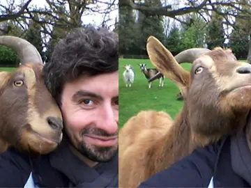 Las cabras miran fijamente a los hombres cuando quieren algo, igual que los perros Las cabras miran fijamente a los hombres cuando quieren algo, igual que los perros