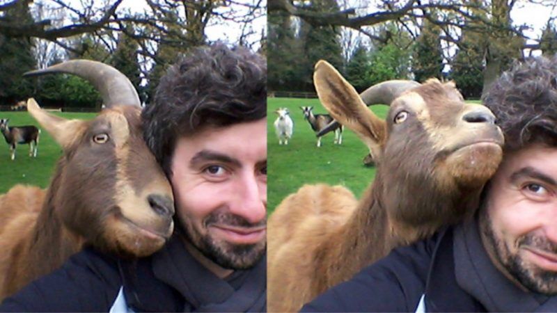 Atención, perros: el próximo mejor amigo del hombre podría ser la cabra