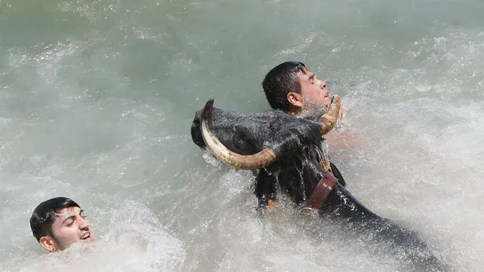 Dos mozos tratan de evitar al toro una vez caidos en las aguas del puerto Dos mozos tratan de evitar al toro una vez caidos en las aguas del puerto