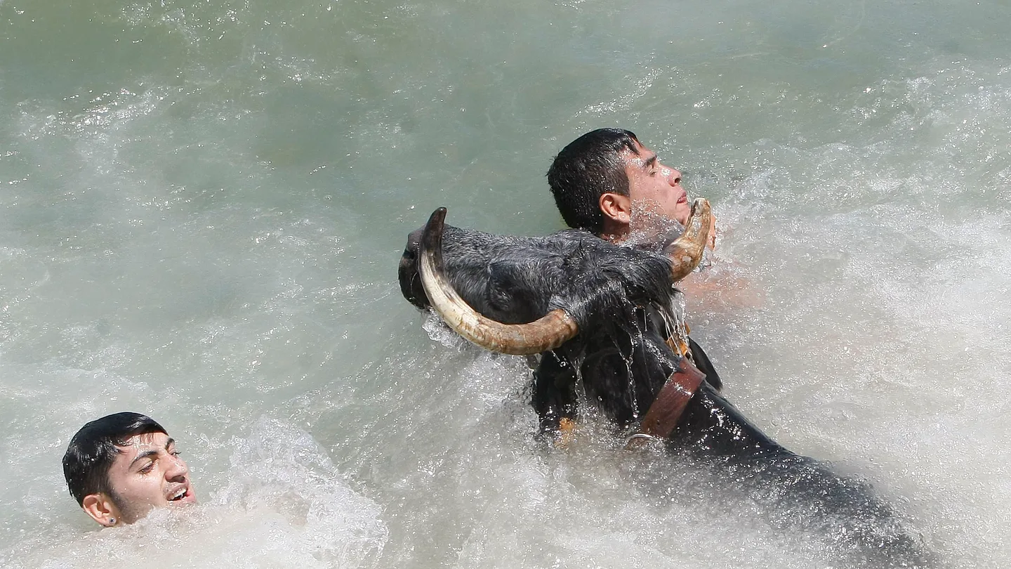 Dos mozos tratan de evitar al toro una vez caidos en las aguas del puerto Dos mozos tratan de evitar al toro una vez caidos en las aguas del puerto