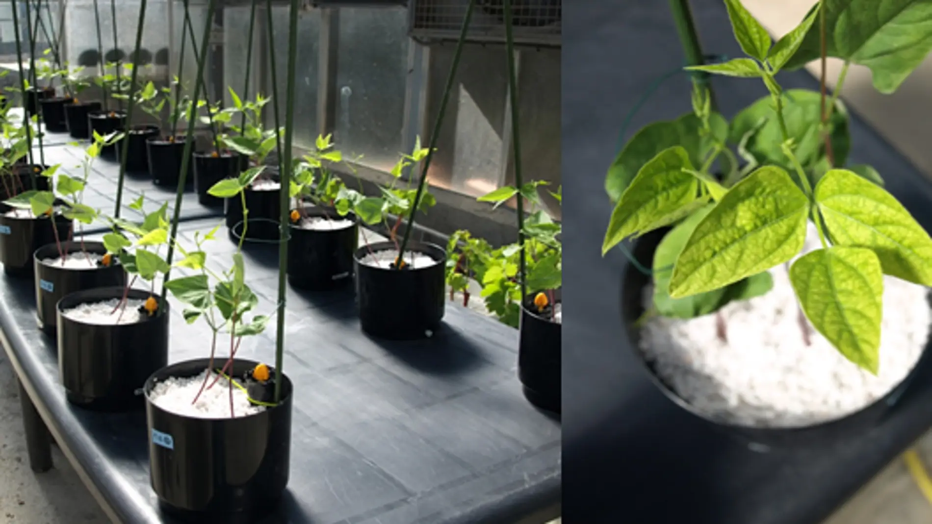 Nuevos fertilizantes de micronutrientes
