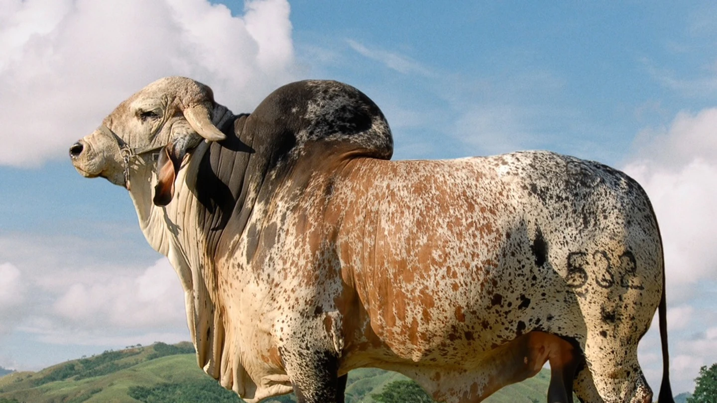 Vaca gir vaca gir