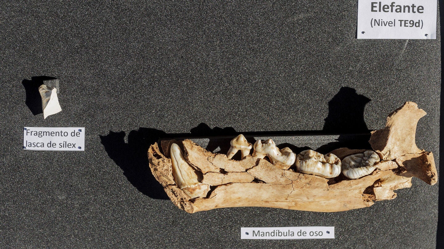 Alguno de los f&oacute;siles encontrados en Atapuerca