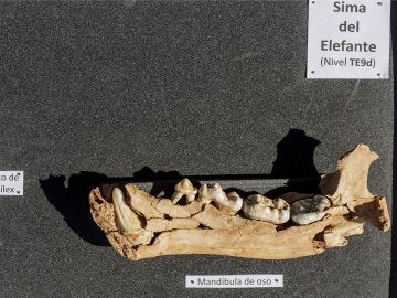 Alguno de los fósiles encontrados en Atapuerca Alguno de los fósiles encontrados en Atapuerca