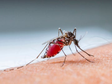 La soluci&oacute;n definitiva contra las picaduras de mosquitos en verano