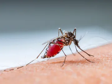 La solución definitiva contra las picaduras de mosquitos en verano La solución definitiva contra las picaduras de mosquitos en verano