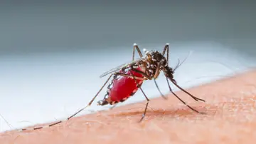 La solución definitiva contra las picaduras de mosquitos en verano La solución definitiva contra las picaduras de mosquitos en verano