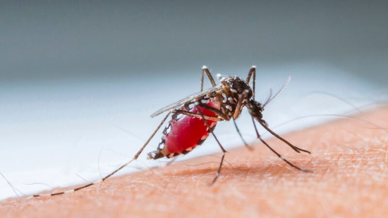 La solución definitiva contra las picaduras de mosquito en verano