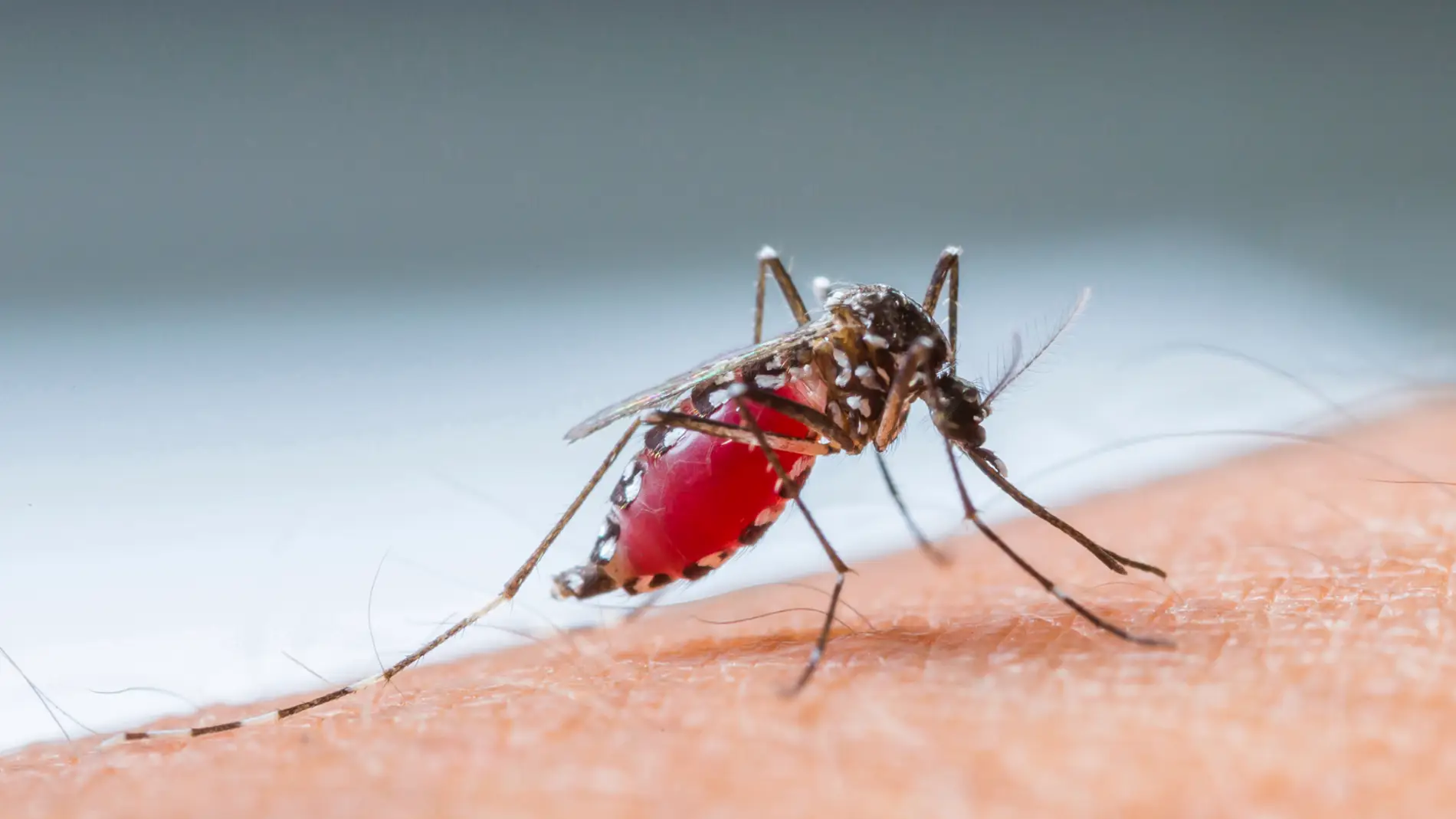 La solución definitiva contra las picaduras de mosquitos en verano