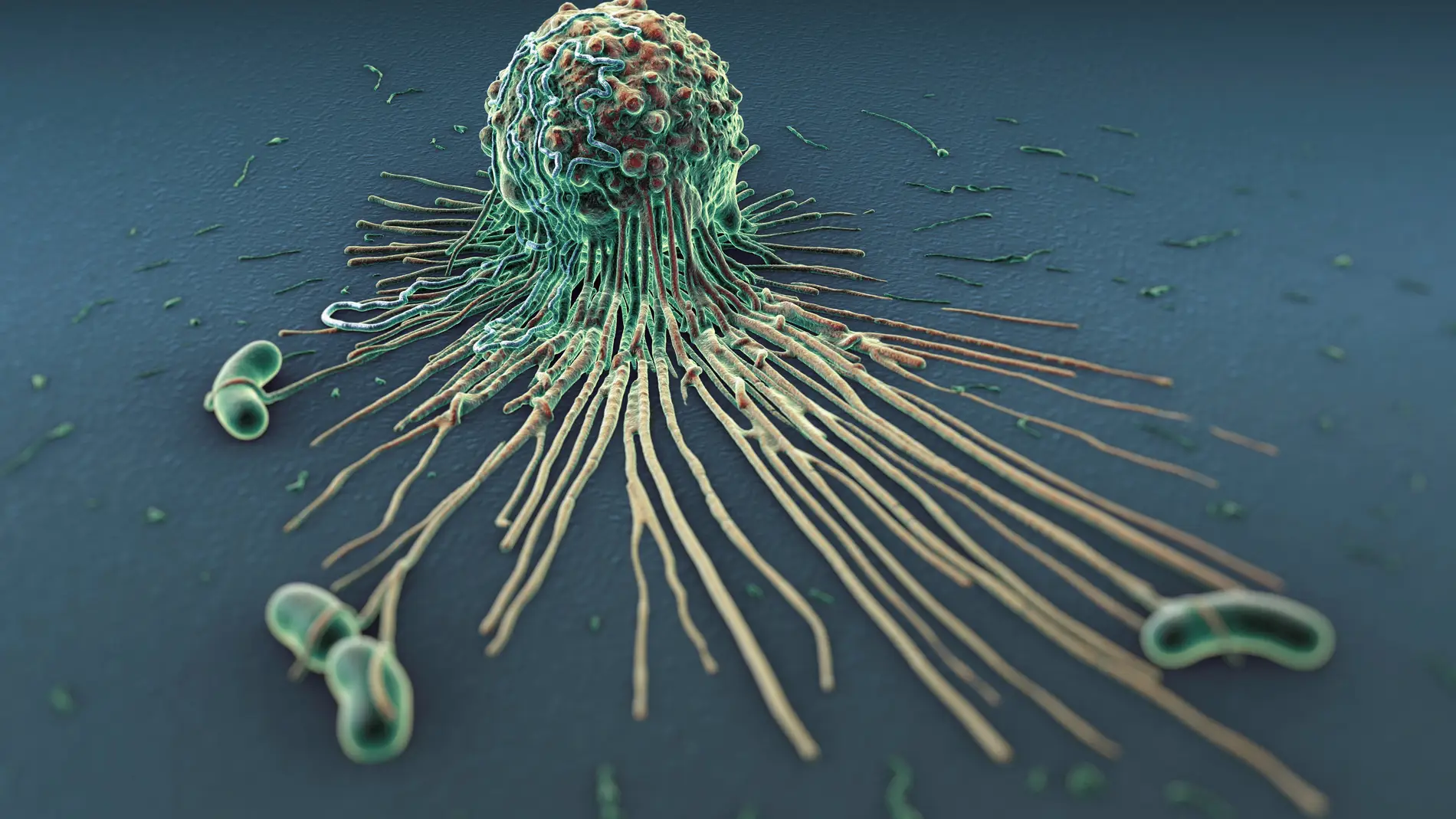 Macrófago en acción atacando bacterias.