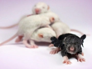 Ratones machos para experimentos