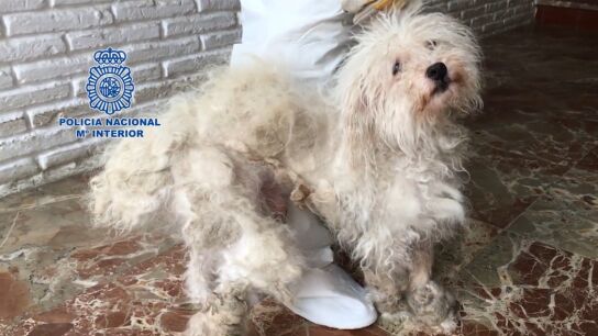 Uno de los perros v&iacute;ctima de maltrato dom&eacute;stico