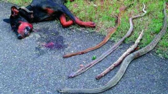 Los cuerpos del Doberman y las serpientes que mat&oacute;