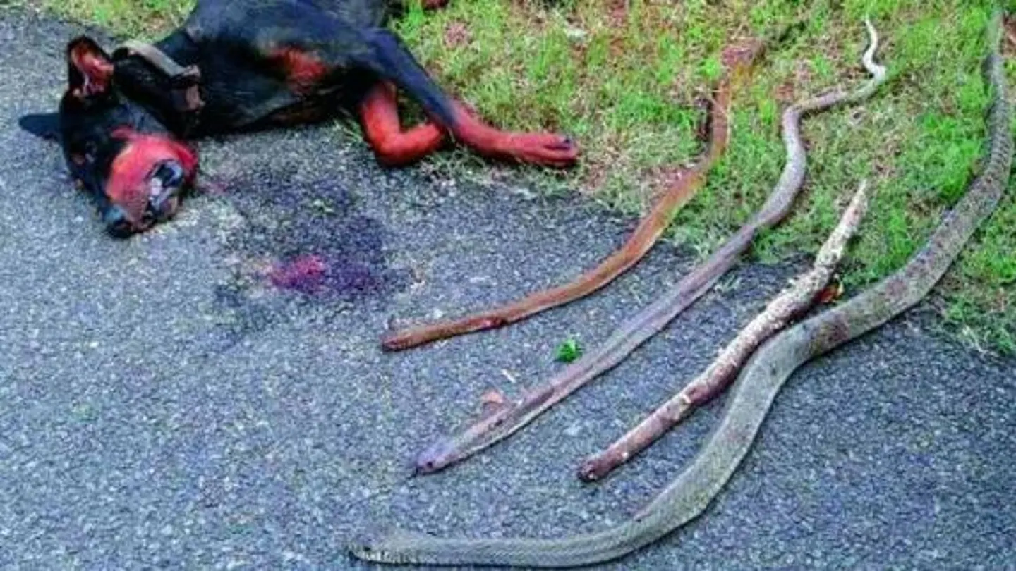 Los cuerpos del Doberman y las serpientes que mató Los cuerpos del Doberman y las serpientes que mató