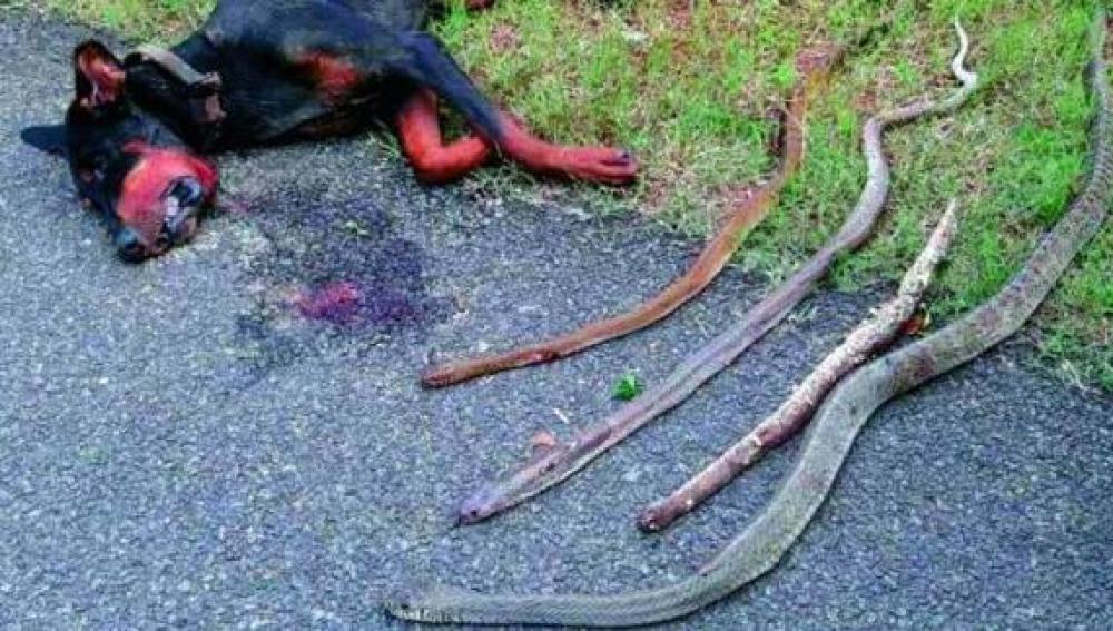 Los cuerpos del Doberman y las serpientes que mató