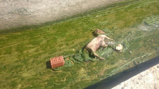 El perro fallecido en una acequia