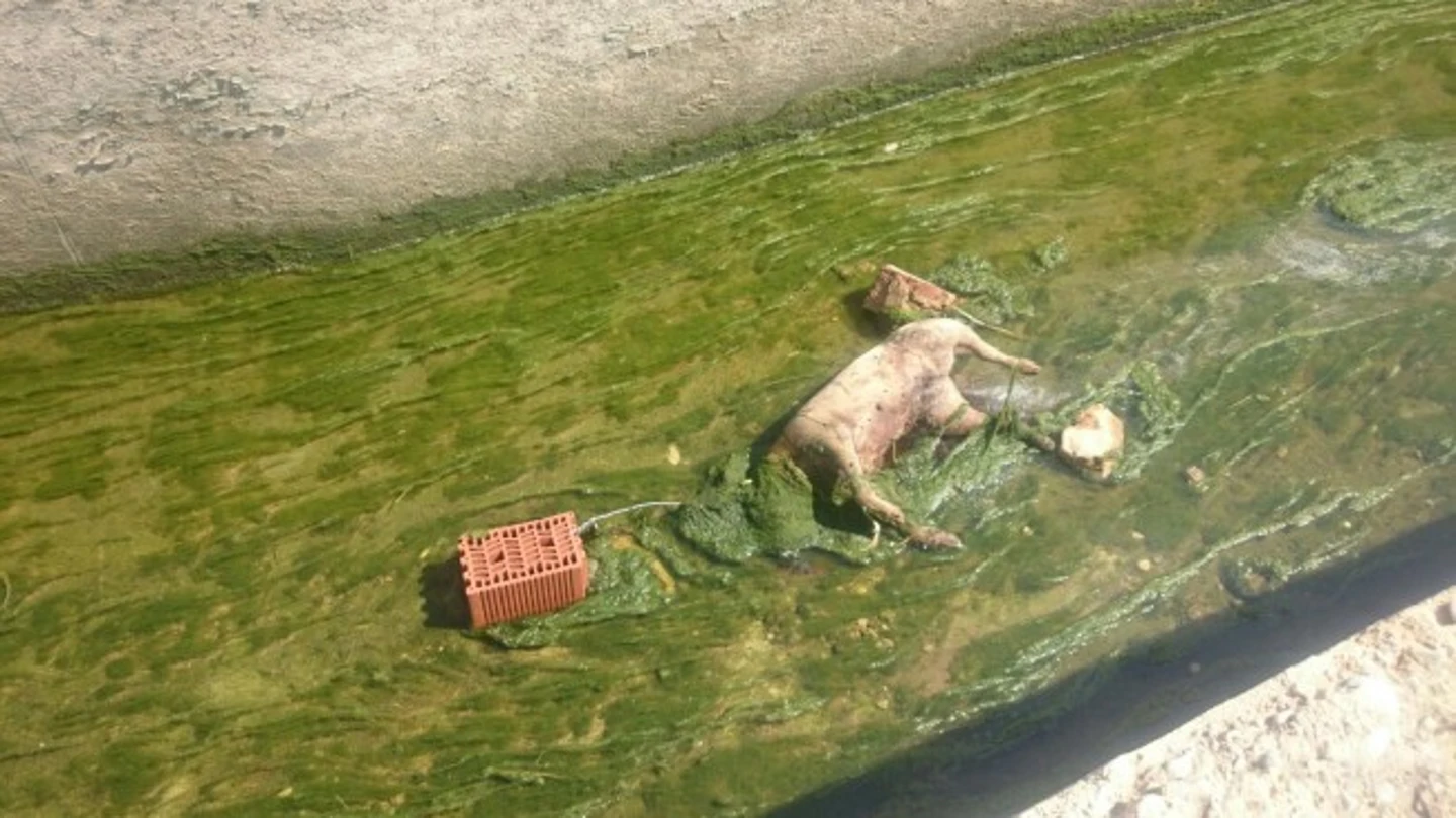El perro fallecido en una acequia El perro fallecido en una acequia