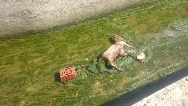 El perro fallecido en una acequia