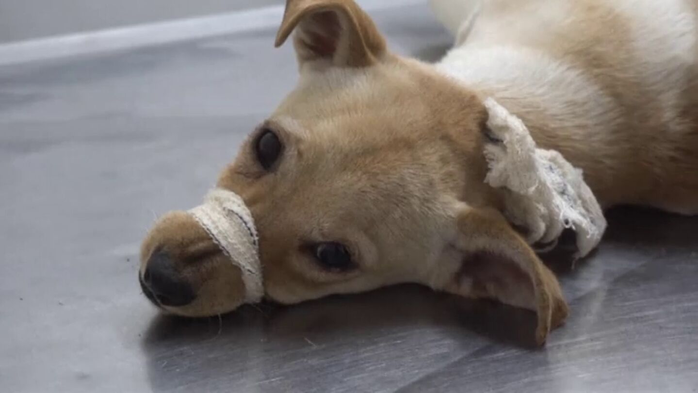 Frame 28.230977 de: Sobrevive un perro que recibi&oacute; cinco disparos durante un tiroteo en una favela