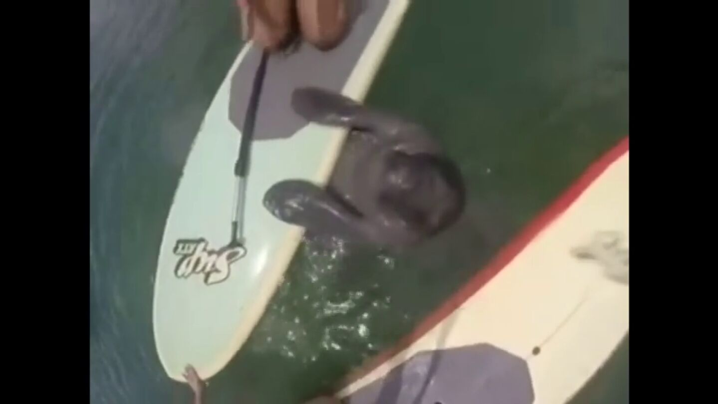 Frame 11.617048 de: Un manat&iacute; intenta subir a la tabla de una surfista